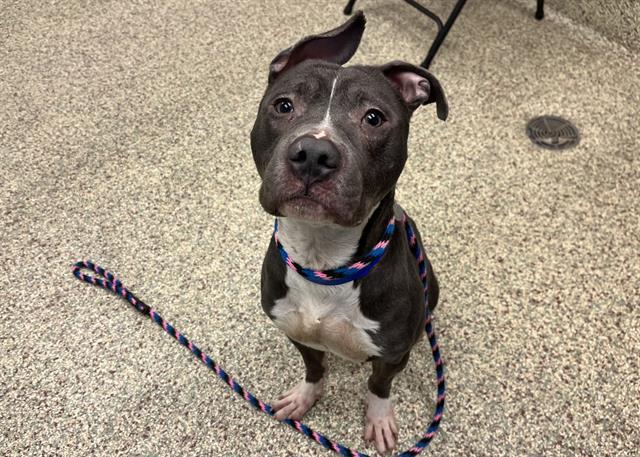 Enlarge BROOKS, a Adoptable mixed breed in Colorado Springs, CO image 1/1