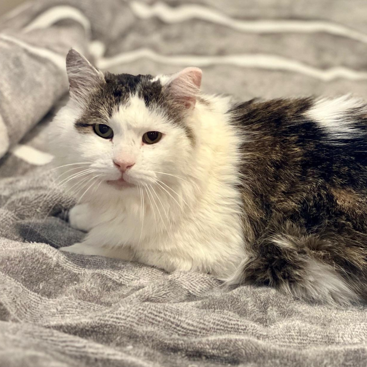 Freddie, ADOPTABLE, Adult Male Domestic Medium Hair & Maine Coon.