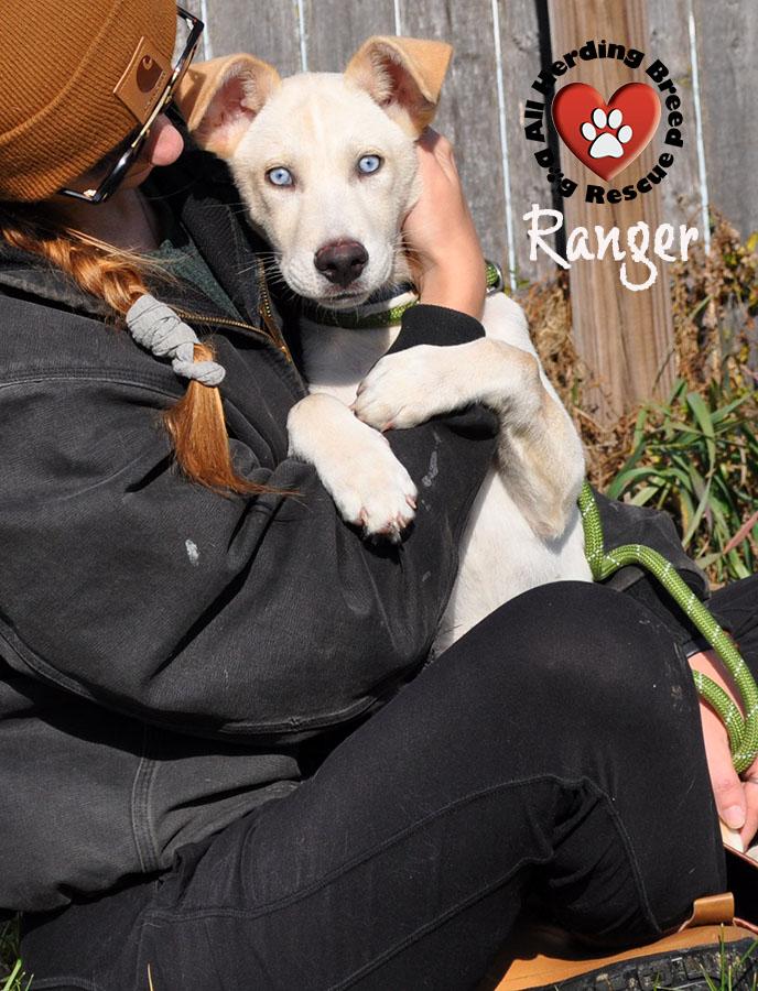 Ranger, a Adoptable mixed breed in Joliet, IL image 1/4