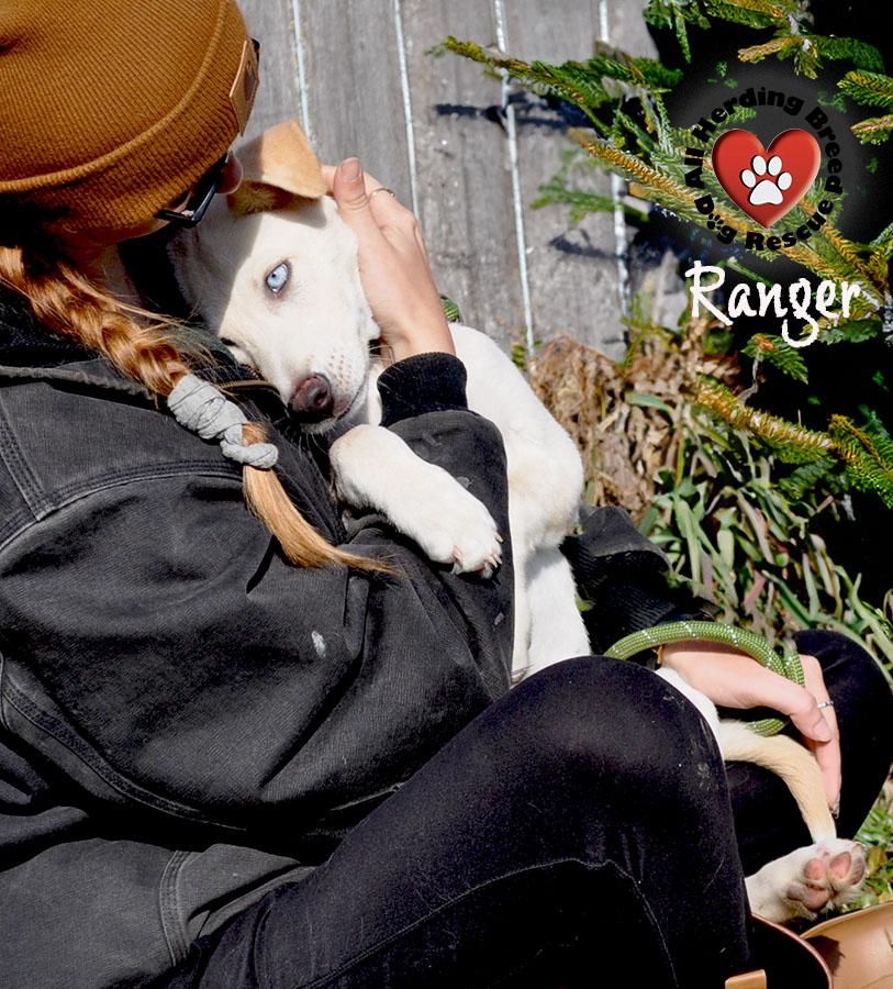 Ranger, a Adoptable mixed breed in Joliet, IL image 2/4