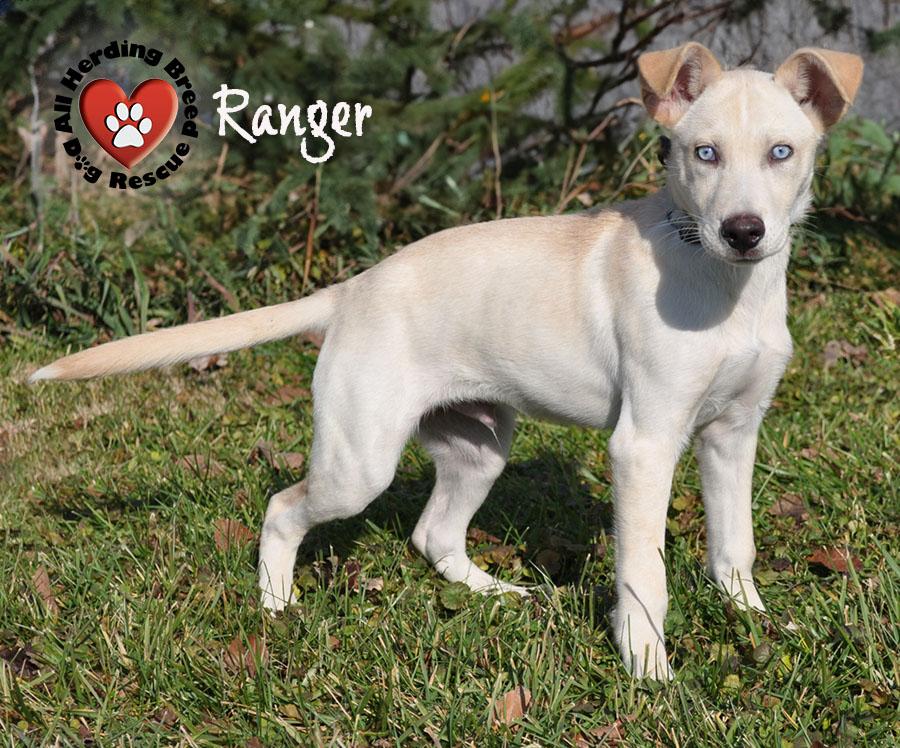 Ranger, a Adoptable mixed breed in Joliet, IL image 3/4
