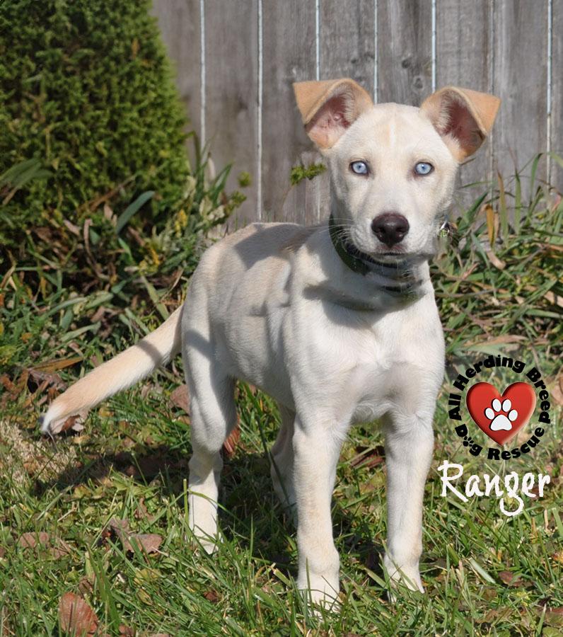 Ranger, a Adoptable mixed breed in Joliet, IL image 4/4