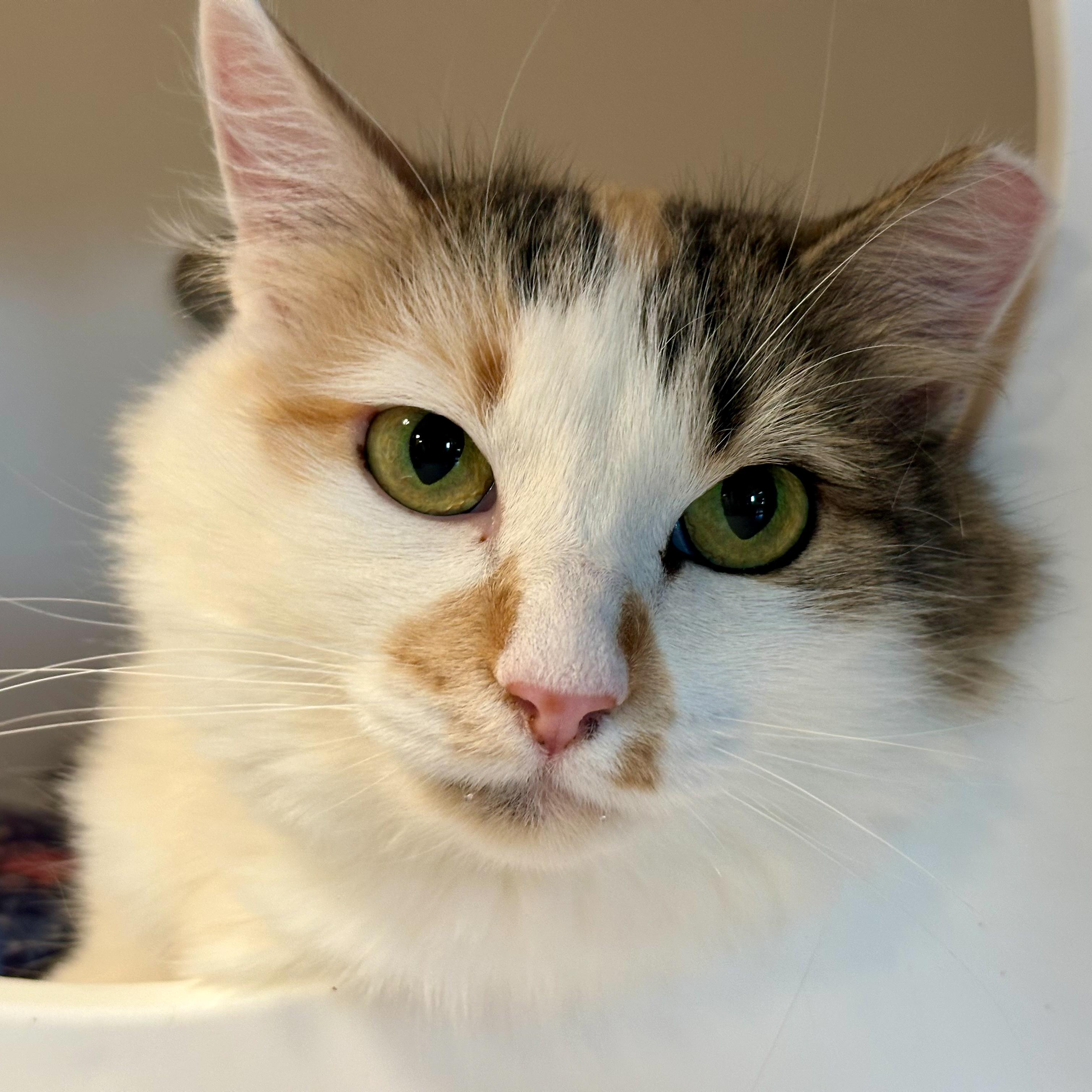 Mama Good Luck, an adoptable Domestic Long Hair in Santa Fe, NM, 87501 | Photo Image 2