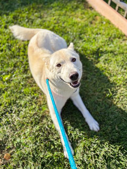 Enlarge Lucy, a Adoptable mixed breed in Fallston, MD image 1/3
