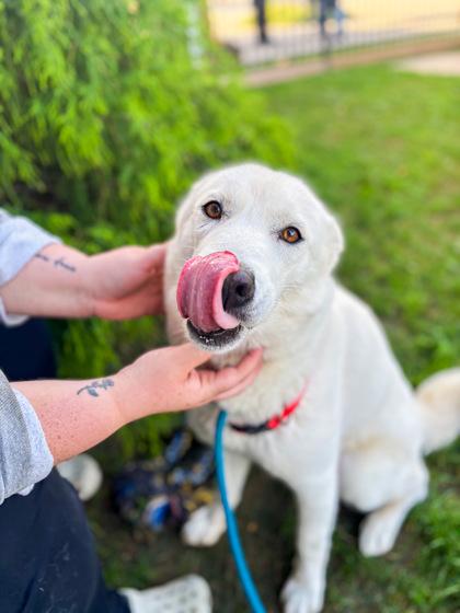 Enlarge Lucy, a Adoptable mixed breed in Fallston, MD image 2/3