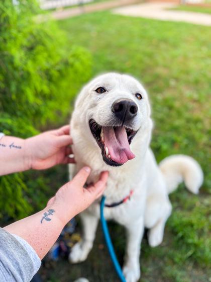 Enlarge Lucy, a Adoptable mixed breed in Fallston, MD image 2/3