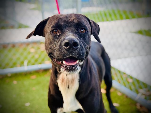 MIDNIGHT, Adoptable, Adult Male Labrador Retriever & Boxer.