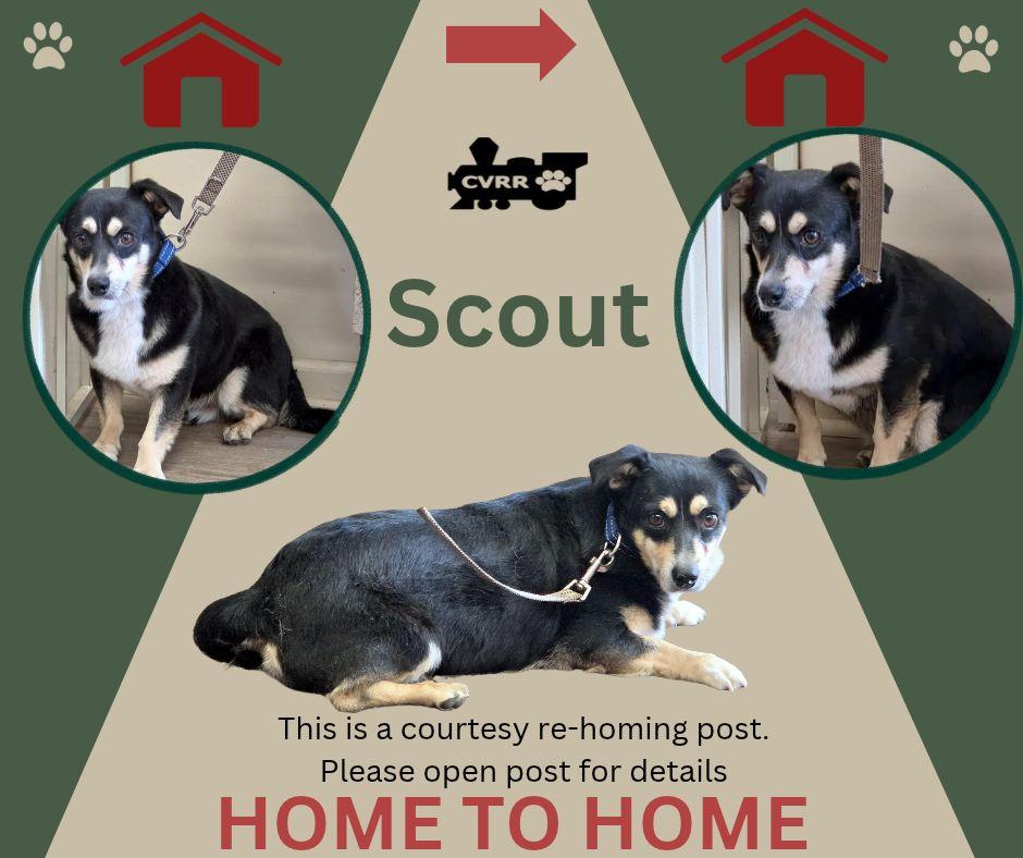 Enlarge Scout (Home 2 Home), a Adoptable mixed breed in LINDSAY, CA image 1/1