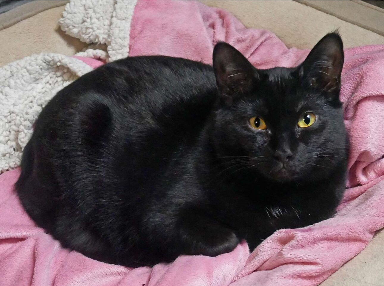 Enlarge Autumn, a Adoptable Domestic Short Hair in Butler, NJ image 1/2