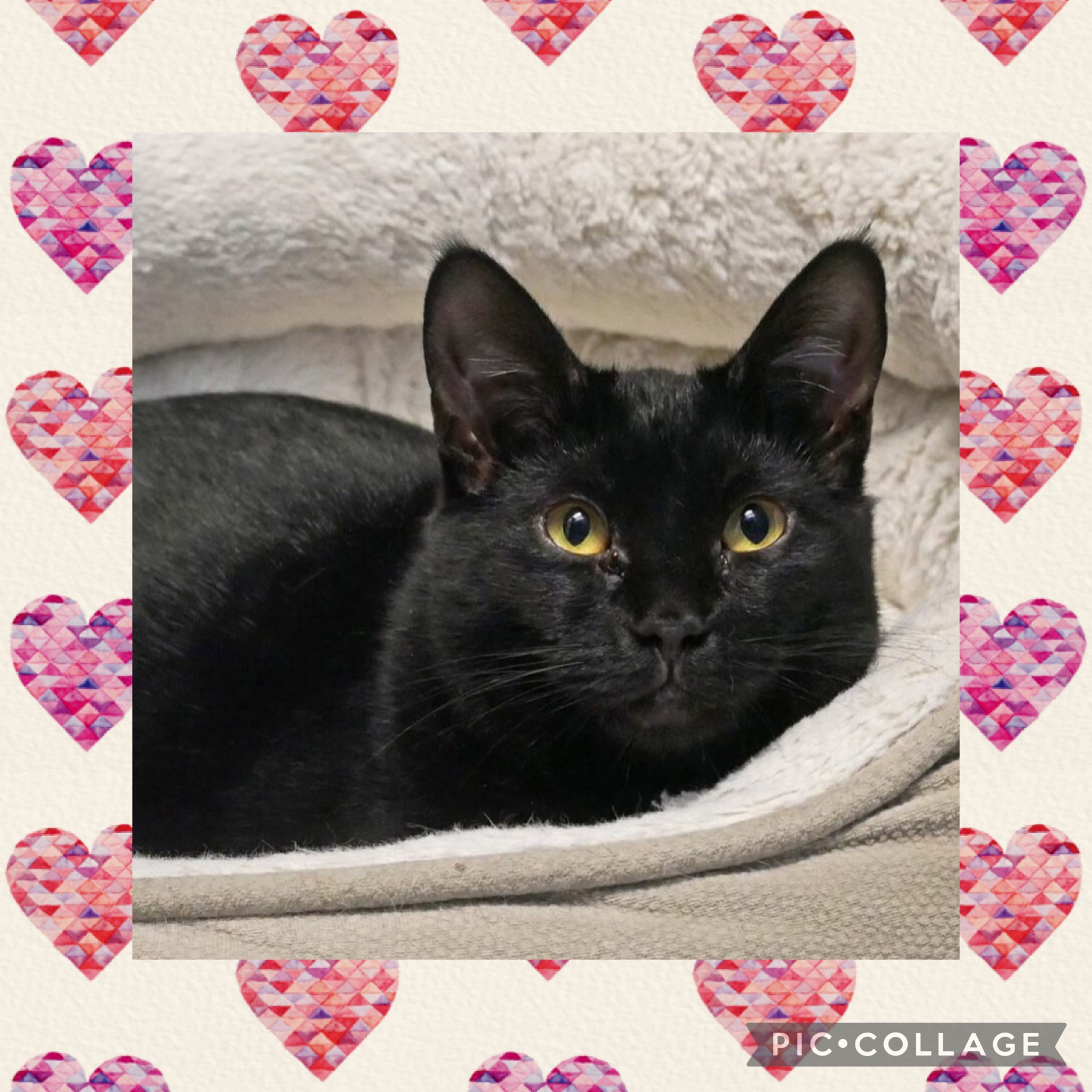 Enlarge Autumn, a Adoptable Domestic Short Hair in Butler, NJ image 2/2