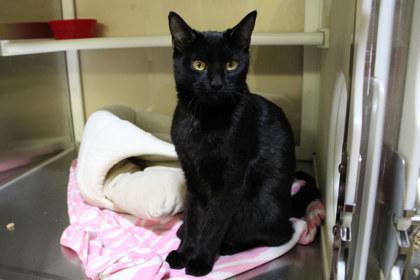 Skylar, Adoptable, Adult Male Domestic Short Hair & Domestic Short Hair.