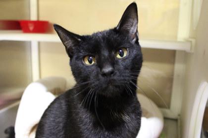 Enlarge Skylar, a Adoptable mixed breed in Kansas City, MO image 2/2