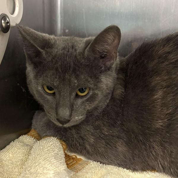 Tecna, Adoptable, Kitten Female Domestic Short Hair.