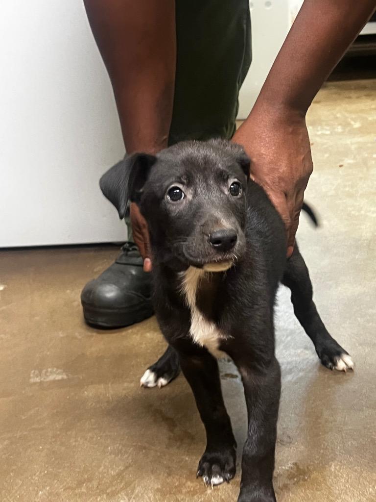 Bailey, Adoptable, Puppy Female Mixed Breed.