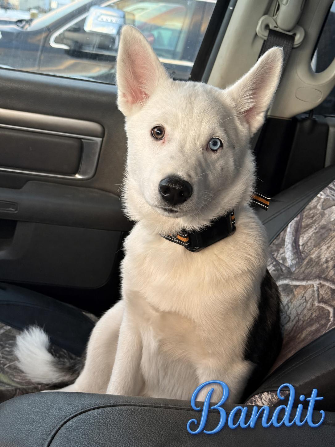 Bandit, adopted, Young Male Karelian Bear Dog & Husky.