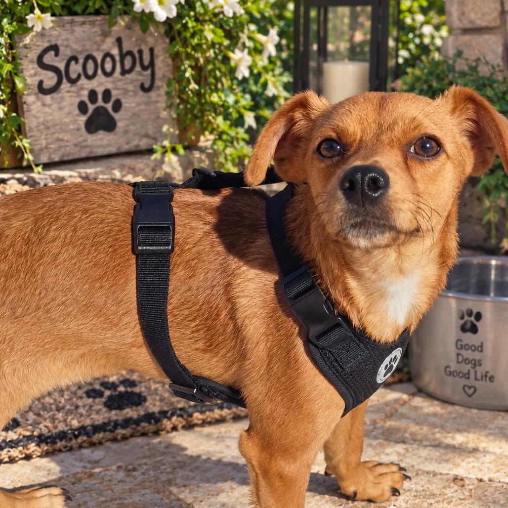 Enlarge Scooby, a Adoptable mixed breed in Sacramento, CA image 2/2