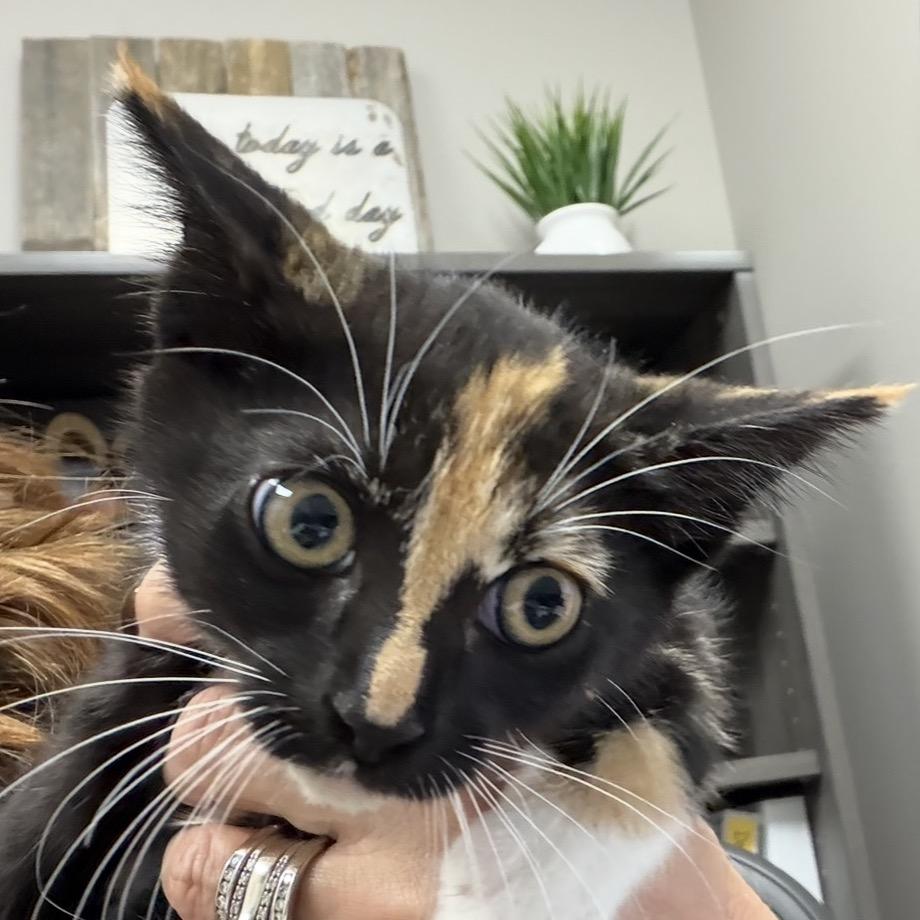 Stripe, Adoptable, Kitten Female Domestic Short Hair.