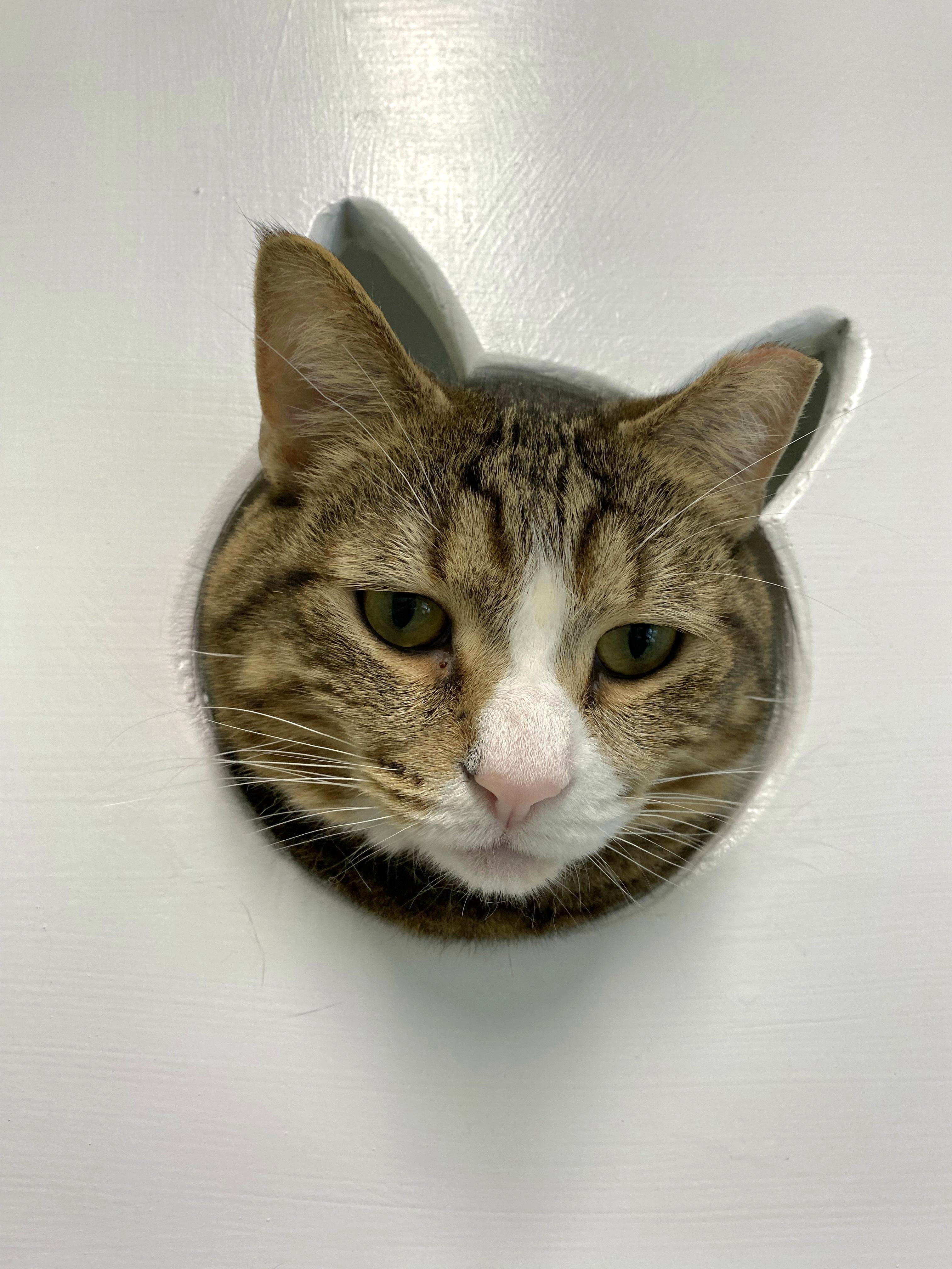 Hayden, adoptable, Adult Male Domestic Short Hair.