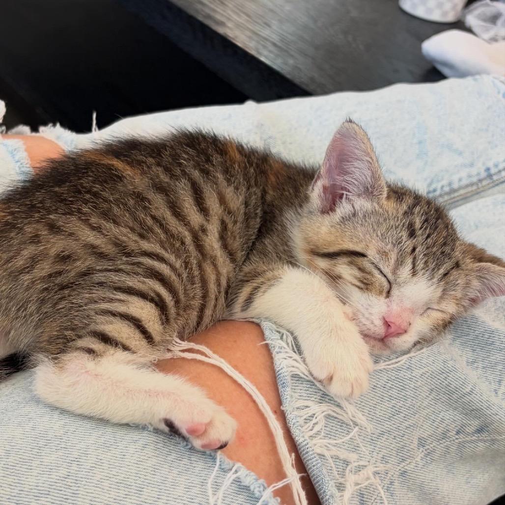 Kaia — thumbnail 2