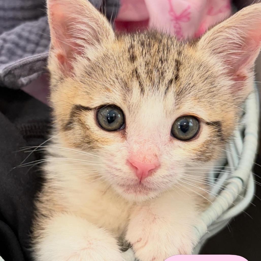 Kaia — thumbnail 3