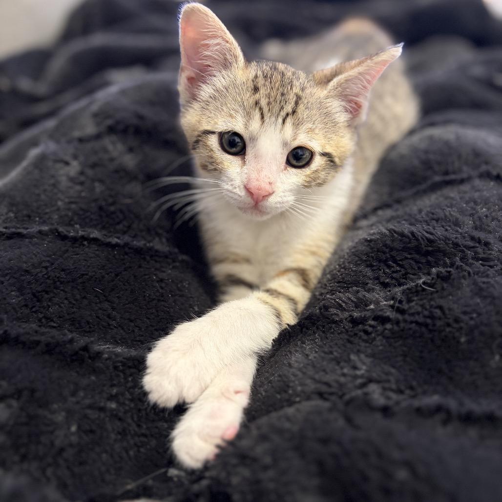 Kaia — thumbnail 4