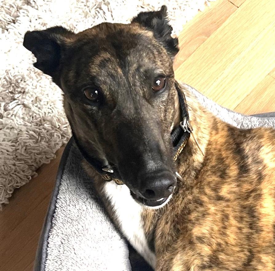 Murray (was Socks), Adoptable, Adult Male Greyhound.