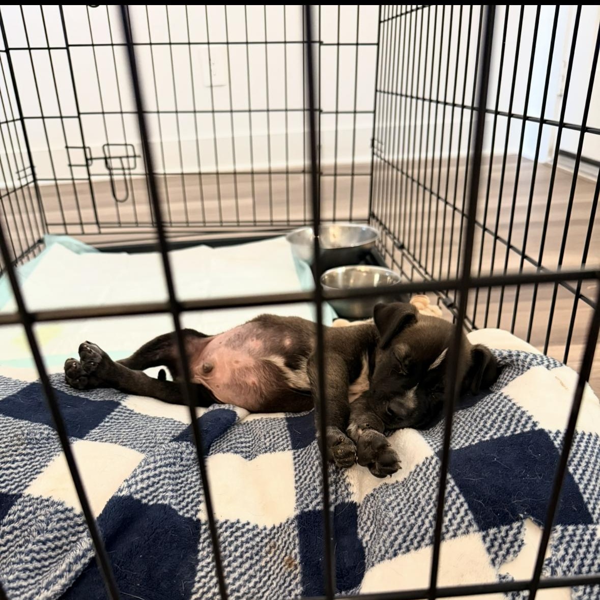 Enlarge Simon, a Adoptable mixed breed in Salem, VA image 2/3