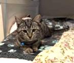 Enlarge Damon, a ADOPTABLE Tabby in New Albany, OH image 3/5