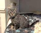 Enlarge Damon, a ADOPTABLE Tabby in New Albany, OH image 5/5