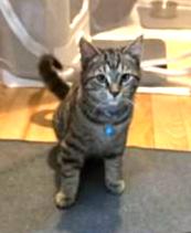 Enlarge Damon, a ADOPTABLE Tabby in New Albany, OH image 4/5