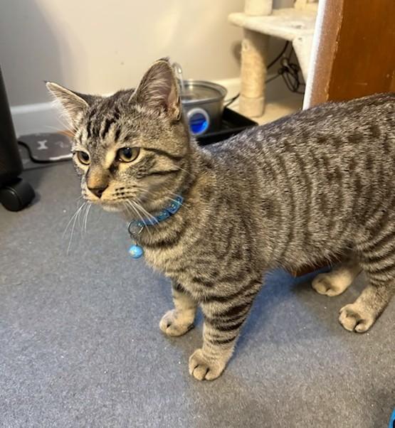 Enlarge Damon, a ADOPTABLE Tabby in New Albany, OH image 5/6