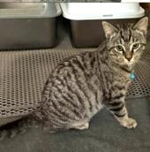 Enlarge Damon, a ADOPTABLE Tabby in New Albany, OH image 2/5