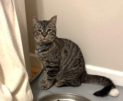 Enlarge Damon, a ADOPTABLE Tabby in New Albany, OH image 4/6