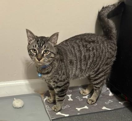 Enlarge Damon, a ADOPTABLE Tabby in New Albany, OH image 6/6
