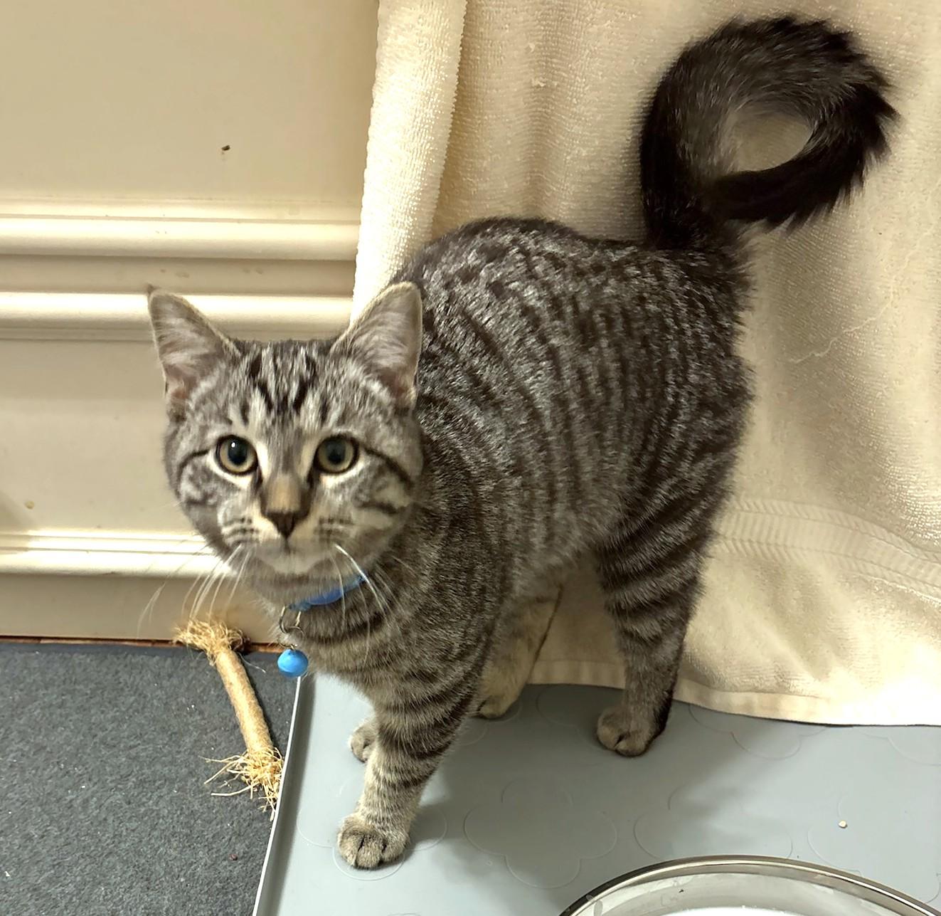 Damon, ADOPTABLE, Kitten Male Tabby.