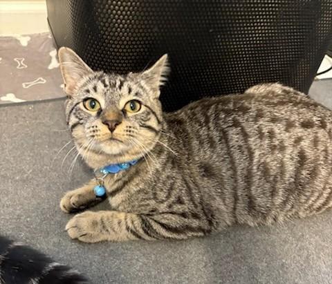 Damon, ADOPTABLE, Kitten Male Tabby.