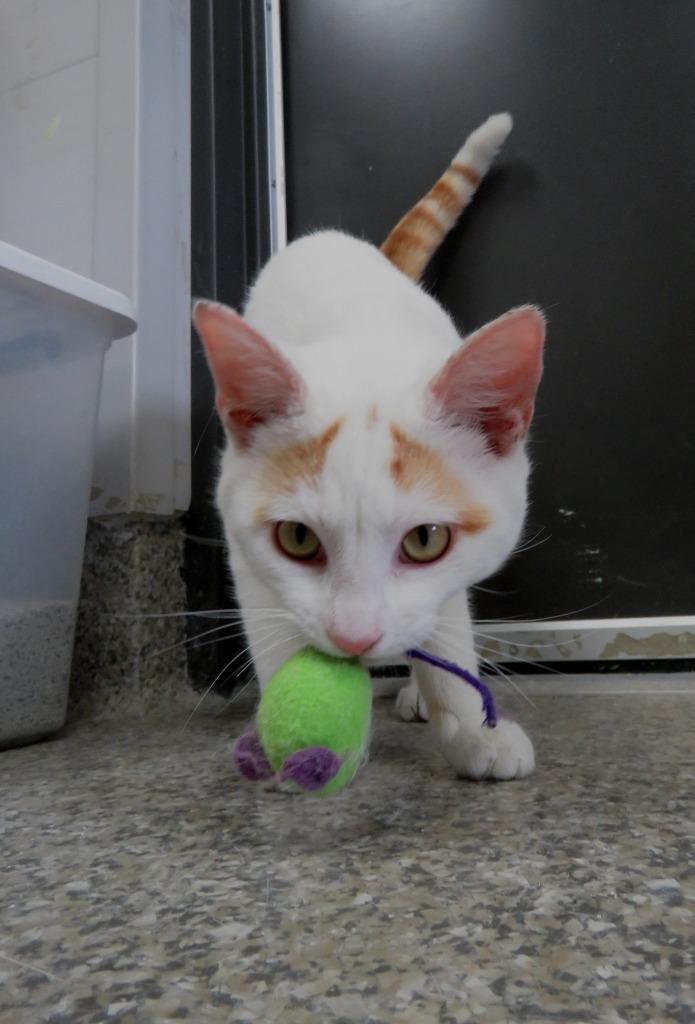 Enlarge Reynolds, a Adoptable Siamese in Van Wert, OH image 1/2