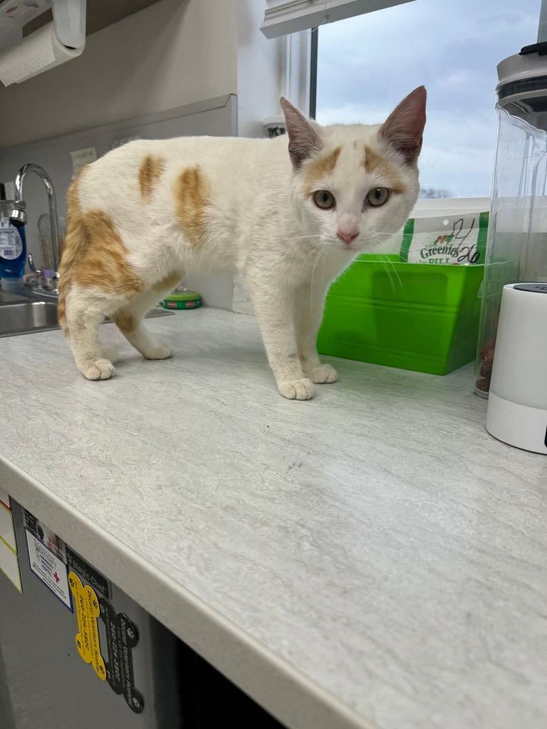 Enlarge Reynolds, a Adoptable Siamese in Van Wert, OH image 2/2