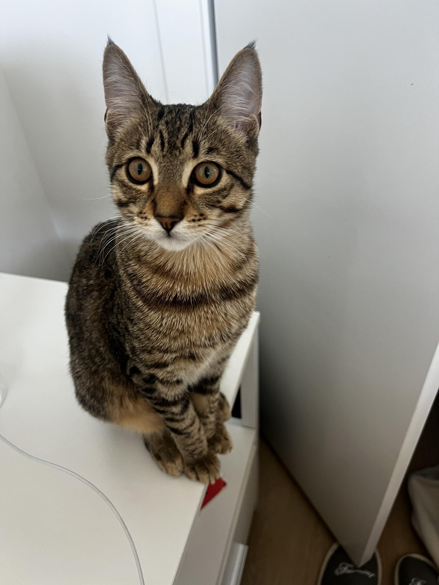 Bobby 2, adopted, Kitten Male Tabby.