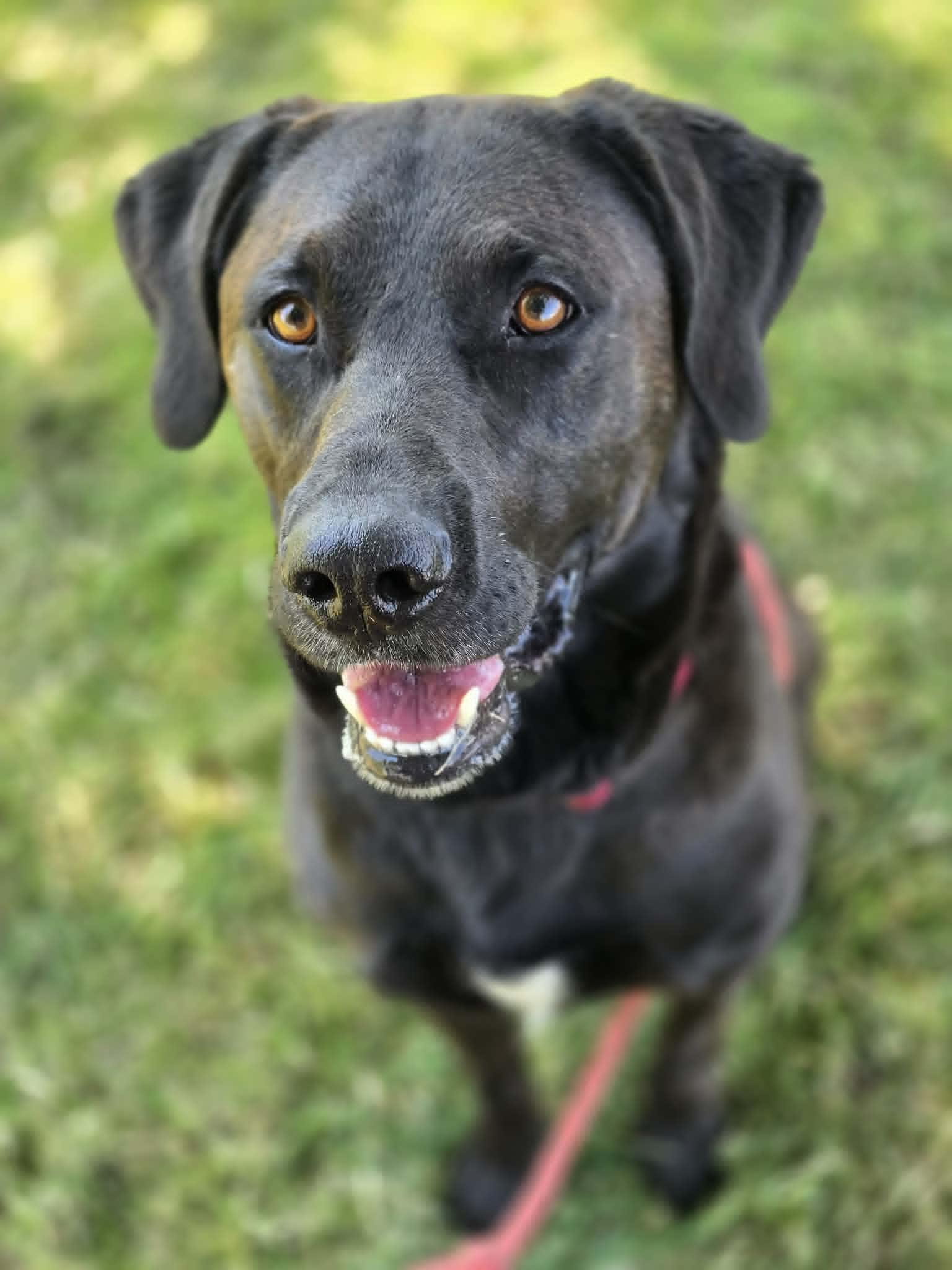 Fiddlesticks, ADOPTABLE, Adult Male Labrador Retriever & Great Pyrenees.