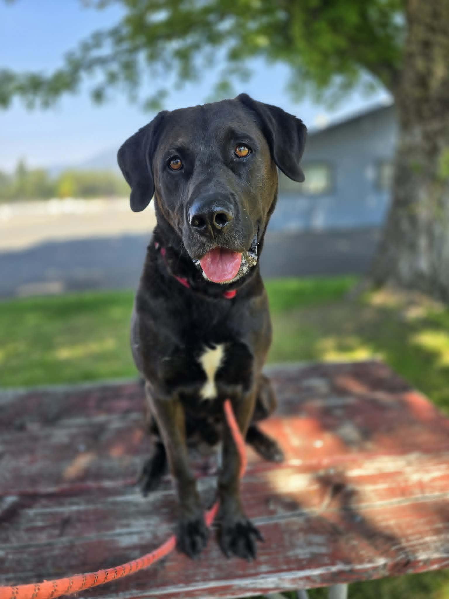 Enlarge Fiddlesticks, a ADOPTABLE mixed breed in Grants Pass, OR image 2/4