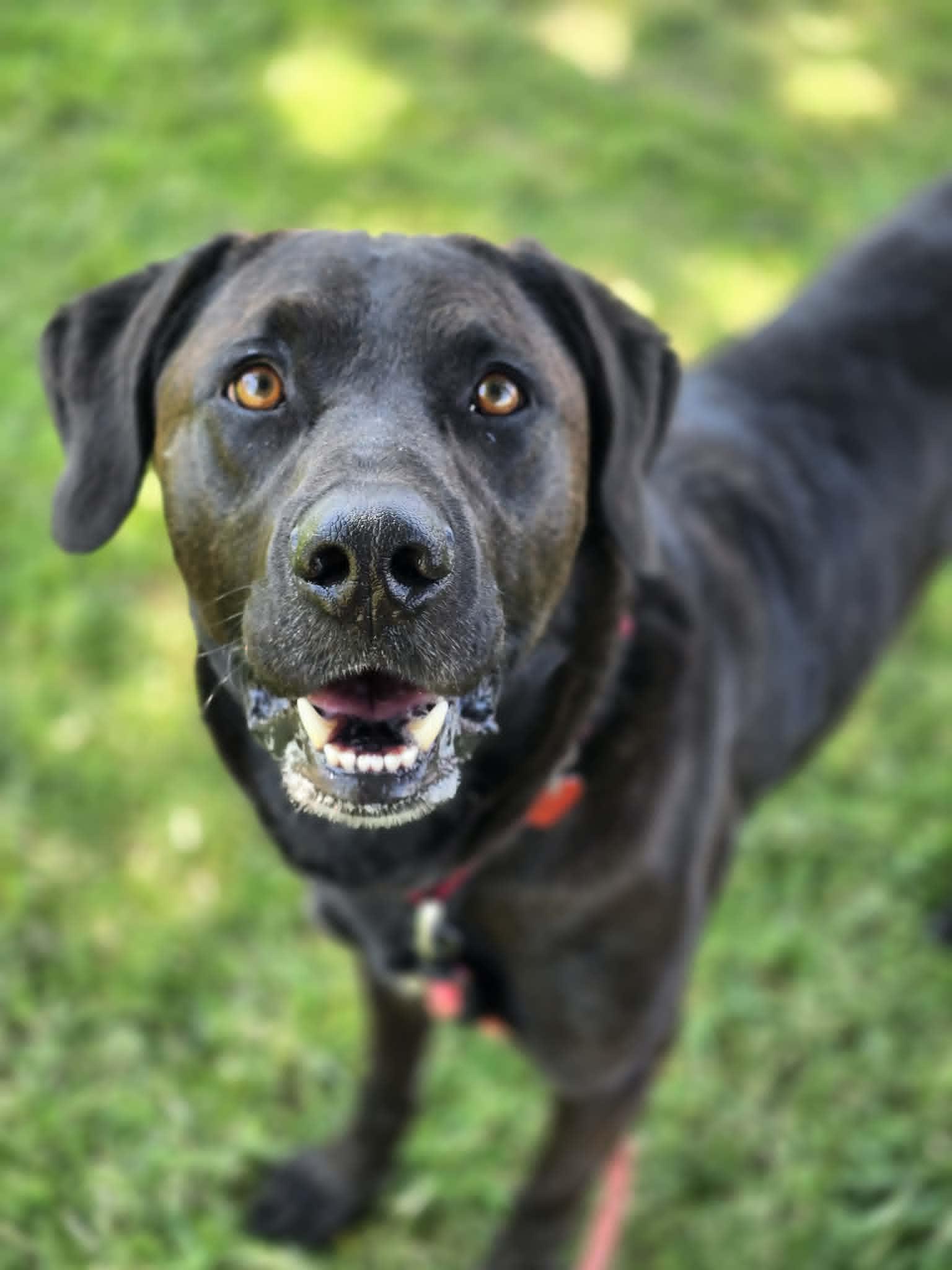 Enlarge Fiddlesticks, a ADOPTABLE mixed breed in Grants Pass, OR image 3/4
