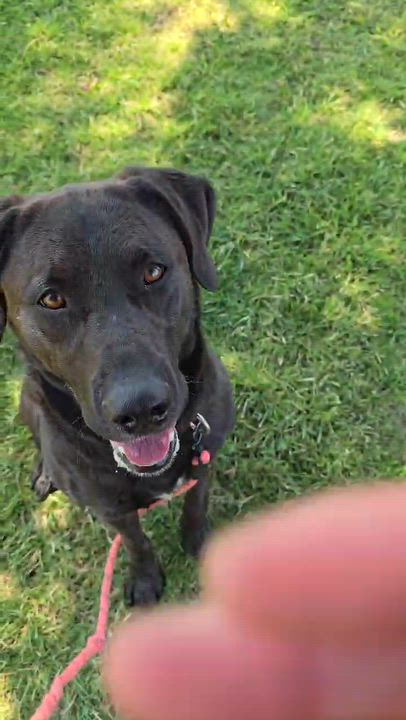 Enlarge Fiddlesticks, a ADOPTABLE mixed breed in Grants Pass, OR video 4/4
