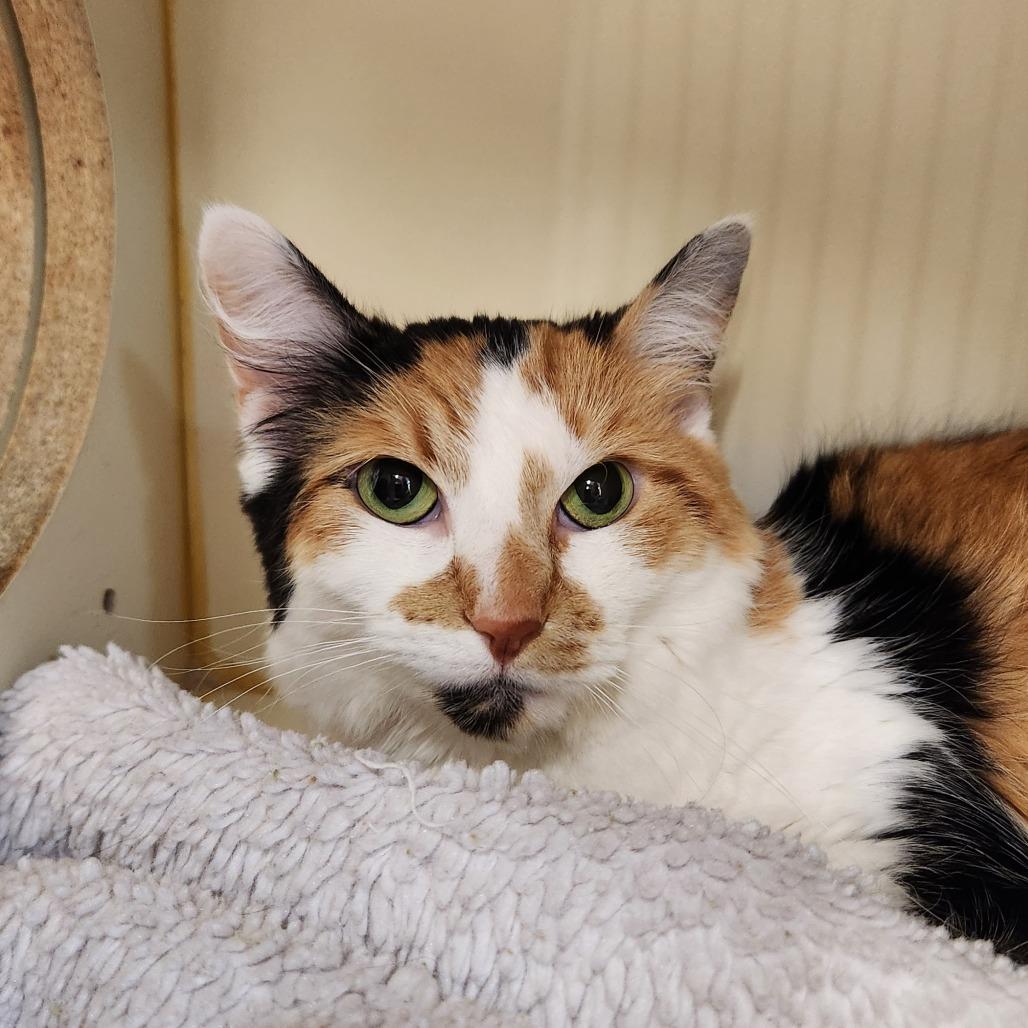 Ellieanna, Adoptable, Adult Female Domestic Long Hair.