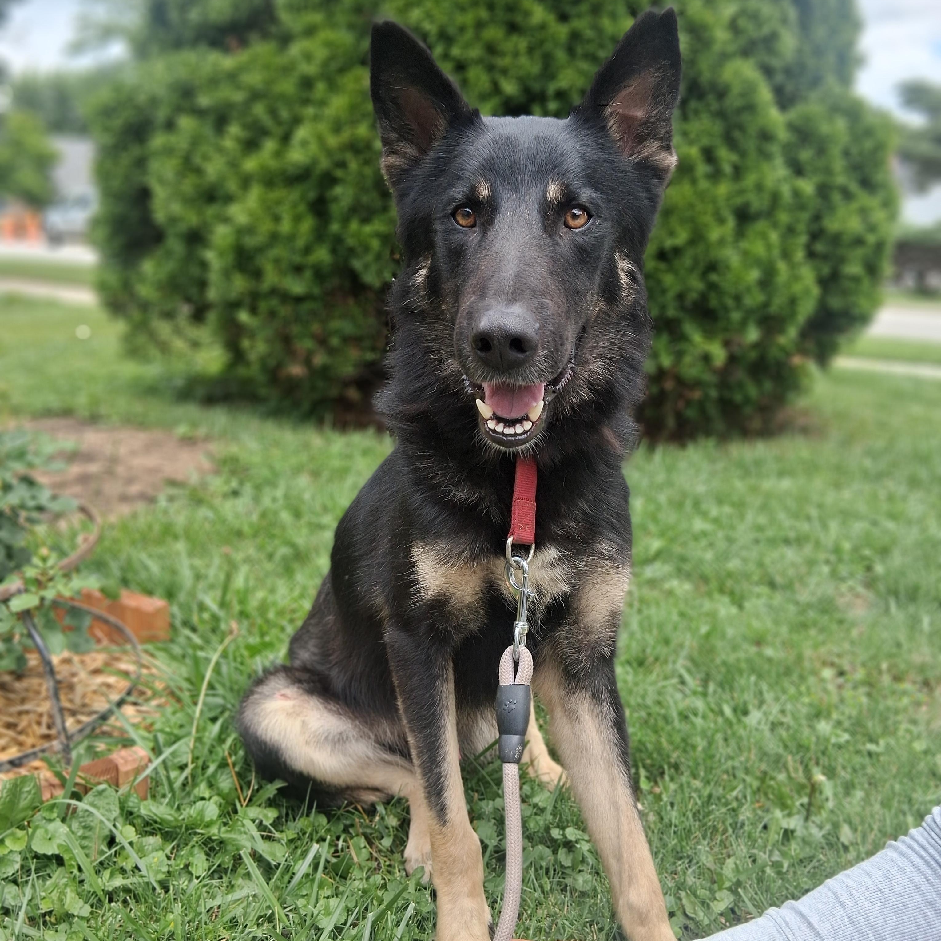 DECLAN, Adopted, Young Male German Shepherd Dog.
