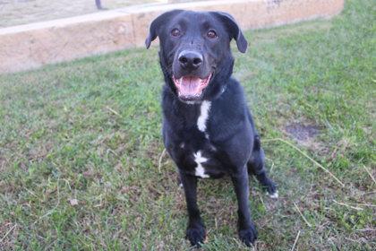 Enlarge Pine, a Adoptable mixed breed in Kansas City, MO image 1/2