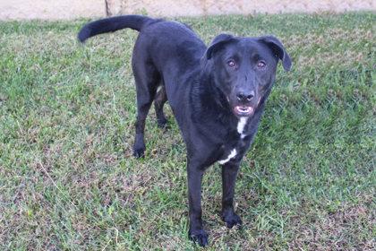 Enlarge Pine, a Adoptable mixed breed in Kansas City, MO image 2/2