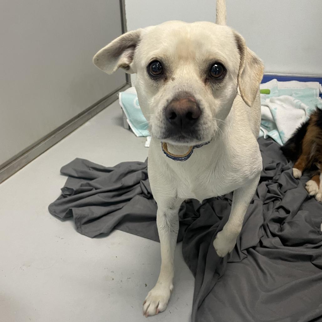 Enlarge Hank, a Adoptable Terrier in Branson, MO image 1/1