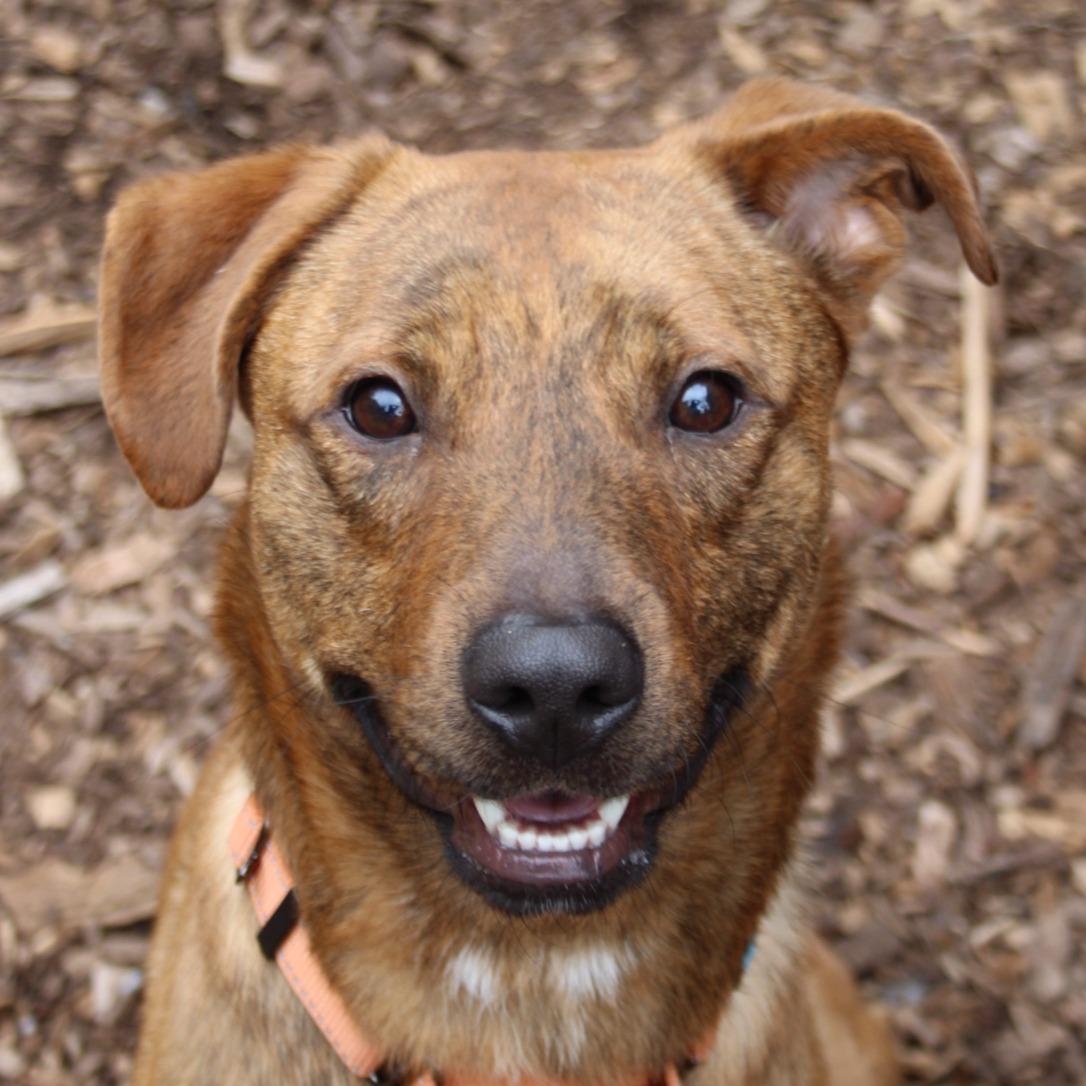 Labubu, Adoptable, Young Male Mixed Breed.