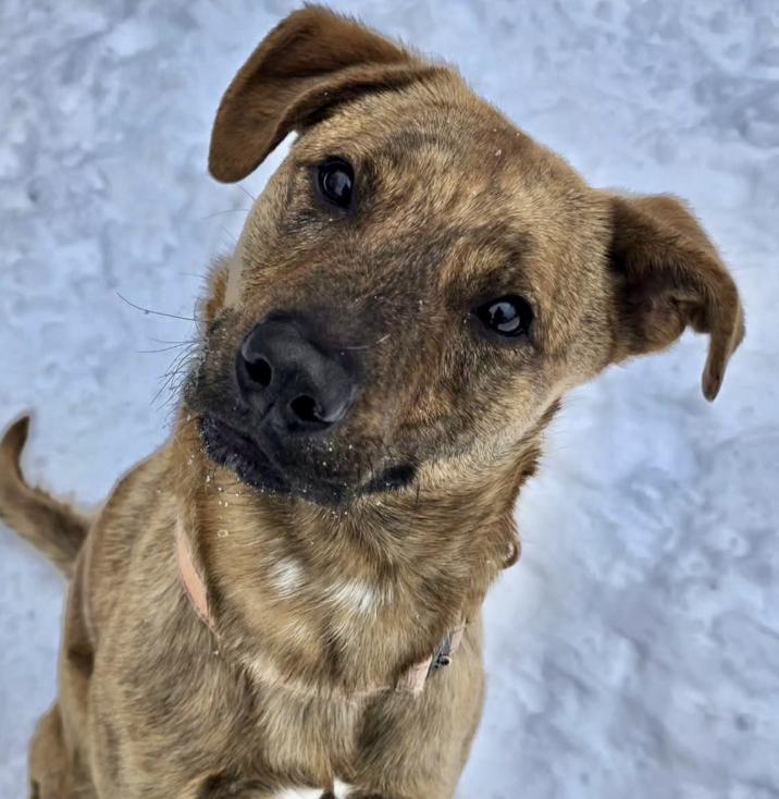 Enlarge Squid, a Adoptable Mixed Breed in Briarcliff Manor, NY image 1/6